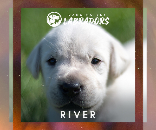 Medium Photo #4 Labrador Retriever Puppy For Sale in ROOSEVELT, MN, USA