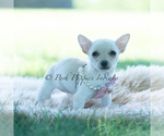 Small Photo #95 Chihuahua Puppy For Sale in WARSAW, IN, USA