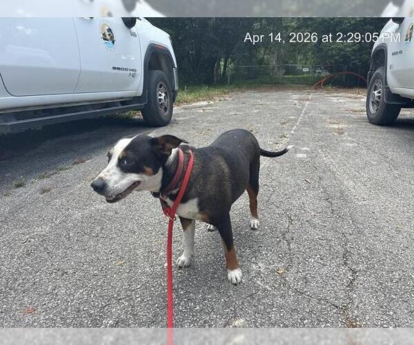 Medium Photo #1 American Pit Bull Terrier Puppy For Sale in Ocala, FL, USA