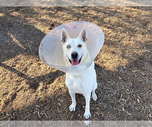Gerberian Shepsky Dogs for adoption in Orange, CA, USA