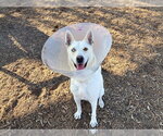 PHILADELPHIA - Female Gerberian Shepsky Dog for Adoption - Small photo