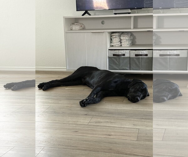 Medium Photo #2 Labrador Retriever-Unknown Mix Puppy For Sale in McKinney, TX, USA