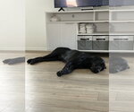 Small #1 Labrador Retriever Mix