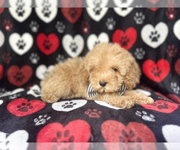 Medium Photo #2 Cock-A-Poo Puppy For Sale in LAKELAND, FL, USA