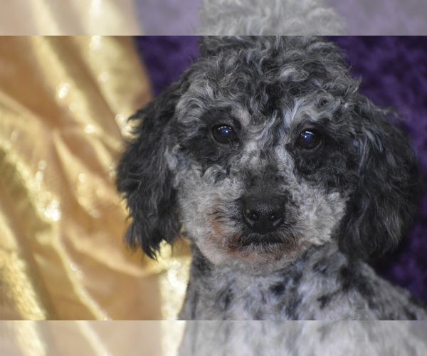 Medium Photo #4 Poodle (Toy) Puppy For Sale in ELDORADO, OH, USA