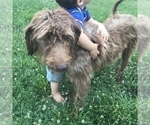 Small Photo #1 Goldendoodle Puppy For Sale in CANON, GA, USA