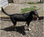 Small #3 Beagleman
