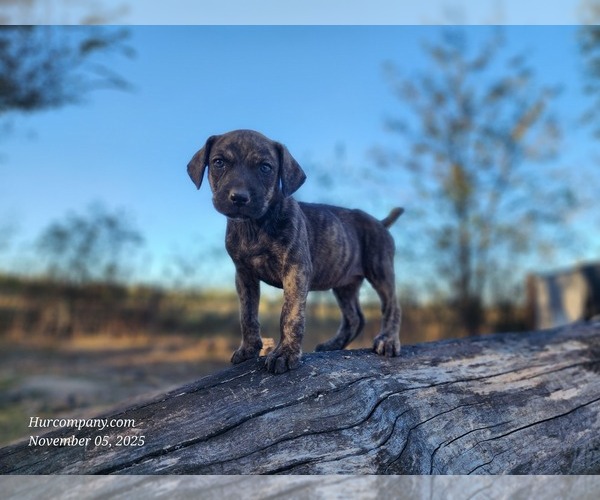 Medium Photo #11 Catahoula Leopard Dog Puppy For Sale in CUMBY, TX, USA