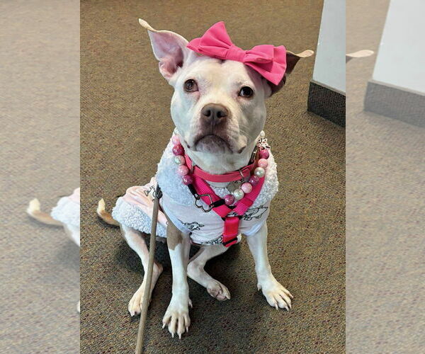 Medium Photo #2 American Pit Bull Terrier Puppy For Sale in Rockville, MD, USA