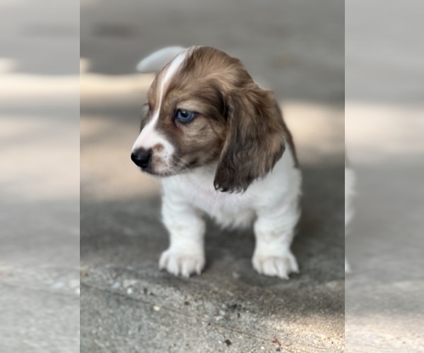 Medium Photo #4 Dachshund Puppy For Sale in NILES, MI, USA
