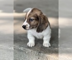 Small #3 Dachshund