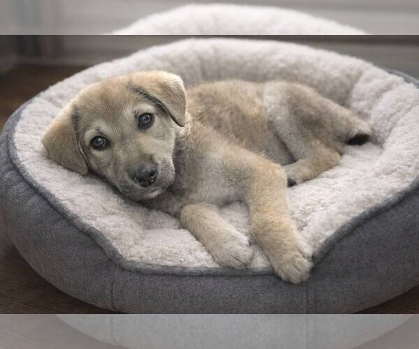 Medium Photo #3 Anatolian Shepherd Puppy For Sale in MIDWAY, UT, USA