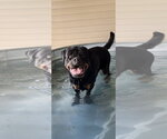 Small #3 Rottweiler