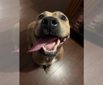 Small #6 American Pit Bull Terrier Mix