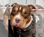 Small #8 American Pit Bull Terrier-American Staffordshire Terrier Mix