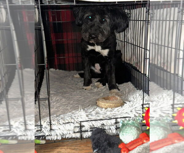 Medium Photo #27 Mutt Puppy For Sale in New York, NY, USA