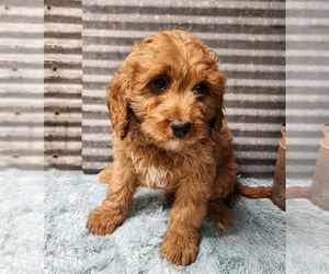 Medium Cavapoo-Poodle (Standard) Mix