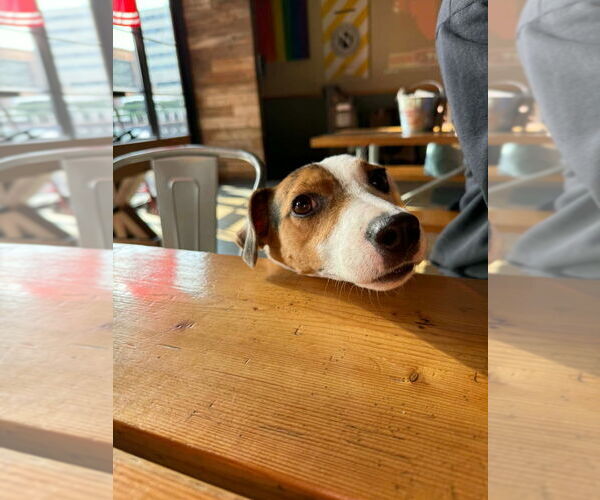 Medium Photo #4 Beagle-Unknown Mix Puppy For Sale in Salt Lake City, UT, USA