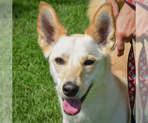 Basenji-Unknown Mix Dogs for adoption in Huntley, IL, USA