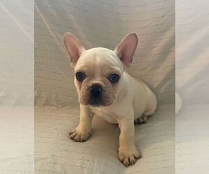 French Bulldog Puppy for sale in JOHNS ISLAND, SC, USA