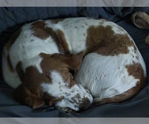 Medium Photo #3 Basset Hound Puppy For Sale in Brookville, OH, USA