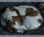 Small #2 Basset Hound