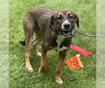 Small #4 Mutt