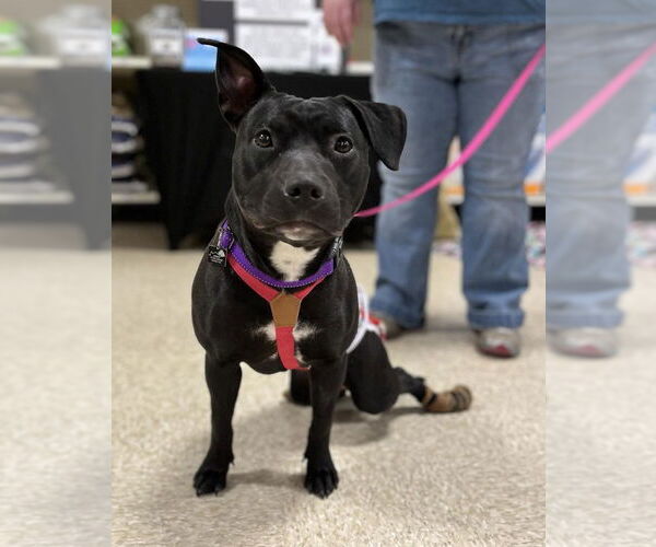 Medium Photo #16 Staffordshire Bull Terrier-Unknown Mix Puppy For Sale in Spotsylvania, VA, USA