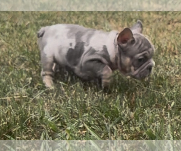 Medium Photo #7 French Bulldog Puppy For Sale in SUSSEX, WI, USA