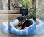 Small Photo #2 Rottweiler Puppy For Sale in NOBLESVILLE, IN, USA