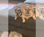 Small French Bulldog