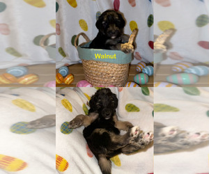 Goldendoodle-Sheepadoodle Mix Puppy for sale in SAN ANTONIO, TX, USA