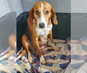 Beagle-Unknown Mix Dogs for adoption in Elmsford, NY, USA