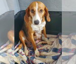 Small Beagle Mix