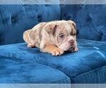 Small #10 English Bulldog