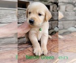 Small Photo #24 Golden Retriever Puppy For Sale in CHINO HILLS, CA, USA
