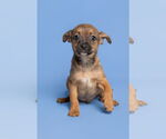 Small Chihuahua Mix
