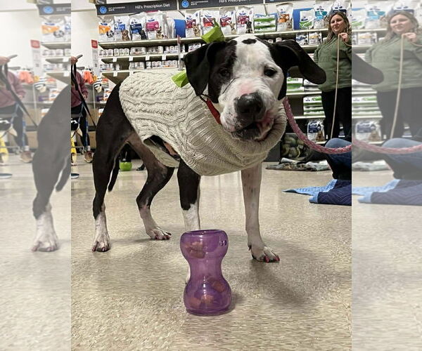 Medium Photo #9 Great Dane-Unknown Mix Puppy For Sale in Spotsylvania, VA, USA