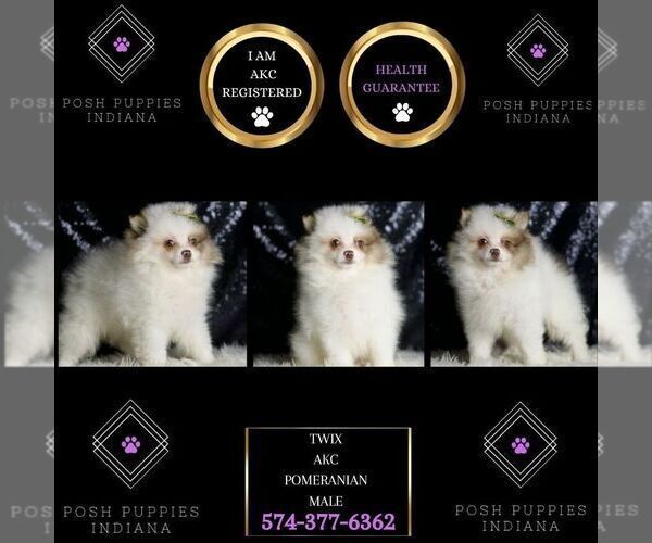 Medium Photo #8 Pomeranian Puppy For Sale in WARSAW, IN, USA