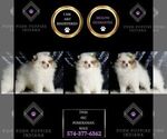 Small Photo #8 Pomeranian Puppy For Sale in WARSAW, IN, USA