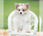Small Photo #65 Pomeranian Puppy For Sale in WARSAW, IN, USA
