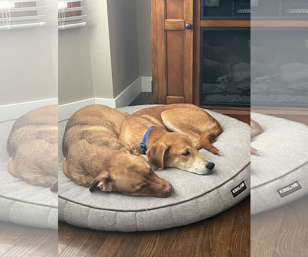 Medium Photo #13 Doberman Pinscher-Great Pyrenees Mix Puppy For Sale in Brooklyn Center, MN, USA