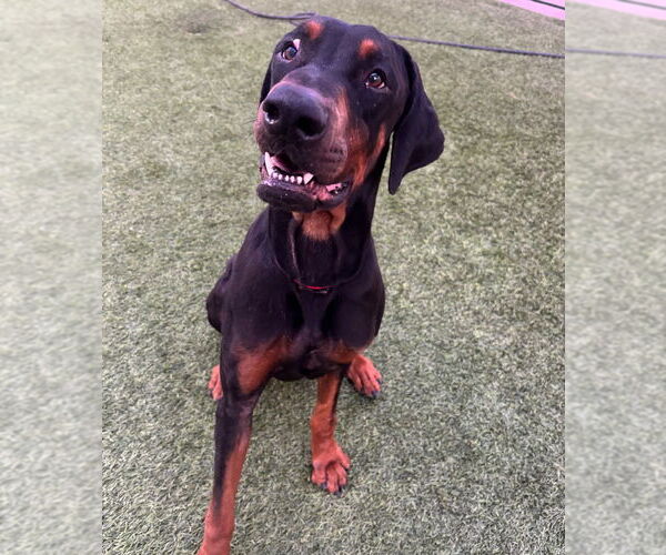Medium Photo #2 Doberman Pinscher-Unknown Mix Puppy For Sale in Dana Point, CA, USA