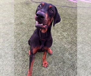 Titus - Male Doberman Pinscher-Unknown Mix Dog for Adoption - Photo #2