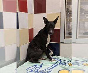 Pointer-Unknown Mix Dogs for adoption in Plano, TX, USA
