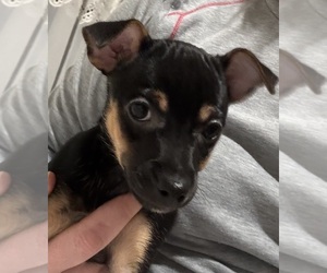 Rat Terrier Puppy for sale in WHITAKERS, NC, USA