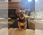 Small #1 Mutt