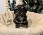 Puppy Rocco Poovanese