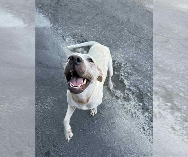 Medium Photo #3 American Pit Bull Terrier-Unknown Mix Puppy For Sale in Calgary, Alberta, Canada