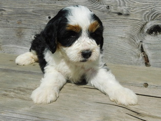 Miniature Bernedoodle Puppy for sale in MILLERSBURG, OH, USA